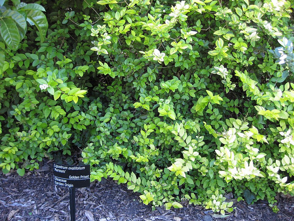 Ligustrum ovalifolium 'Aureum' (golden privet) (alternate view 5)