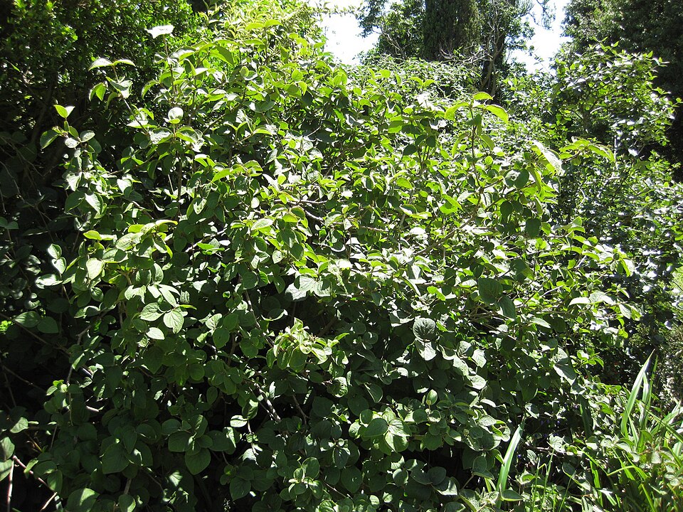 Viburnum carlesii (Korean spice viburnum) (alternate view 7)