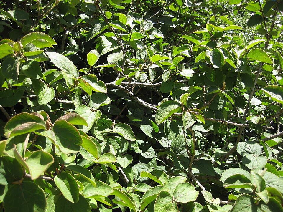 Viburnum carlesii (Korean spice viburnum) (alternate view 8)