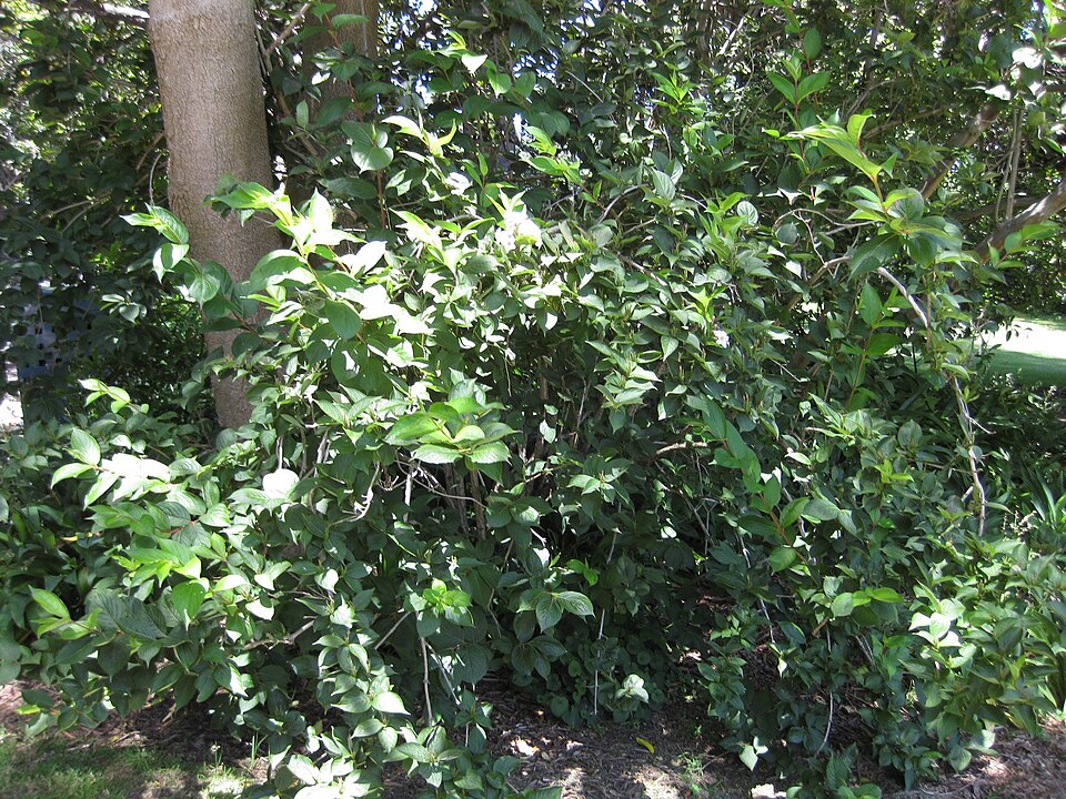 Weigela florida (weigela) (alternate view 7)