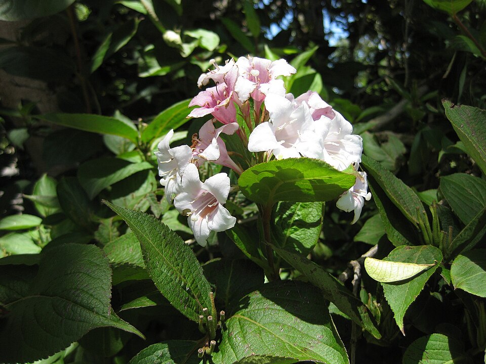 Weigela florida (weigela) (alternate view 8)