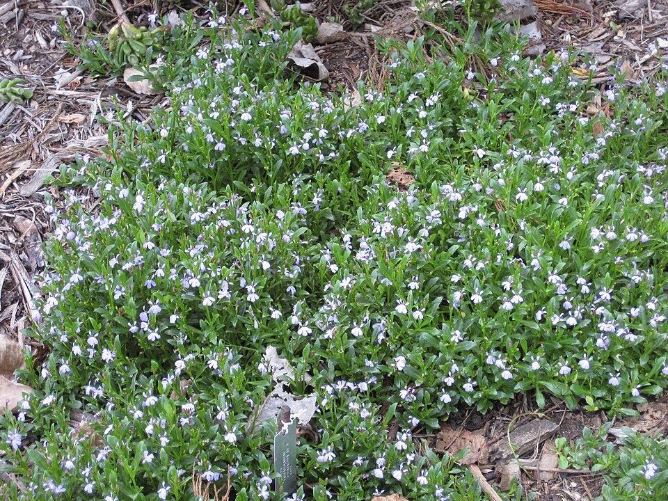Lobelia anceps (angled lobelia)