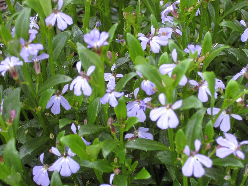 Lobelia anceps (angled lobelia) (alternate view 2)