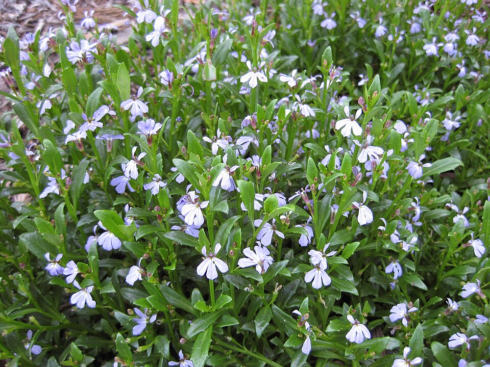 Lobelia anceps (angled lobelia) (alternate view 3)