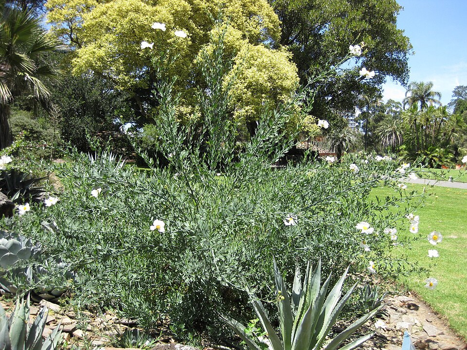 Romneya coulteri (Matilija poppy) (alternate view 10)