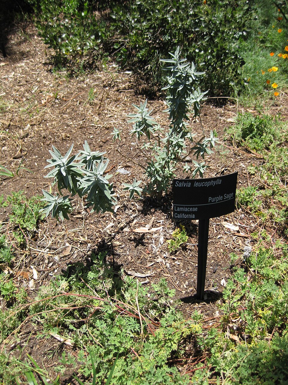 Salvia leucophylla (purple sage) (alternate view 6)