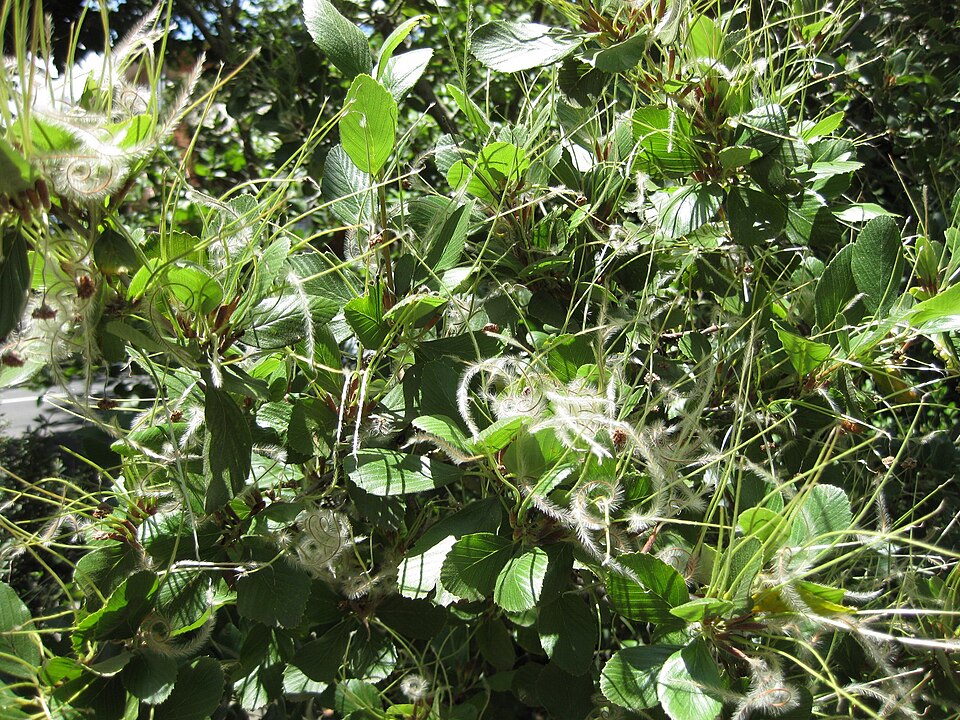 Cercocarpus (mountain mahoganies)