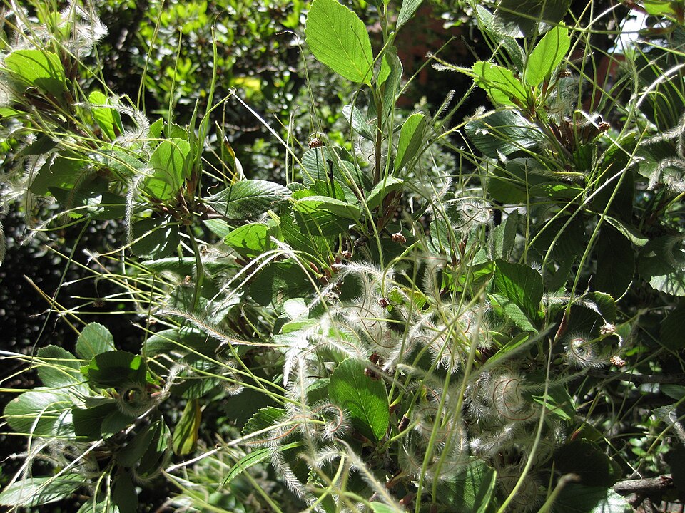 Cercocarpus (mountain mahoganies) (alternate view 2)
