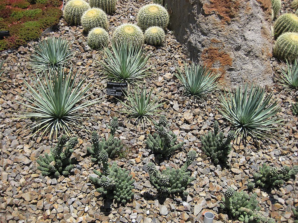 Hesperoyucca whipplei (chaparral yucca)