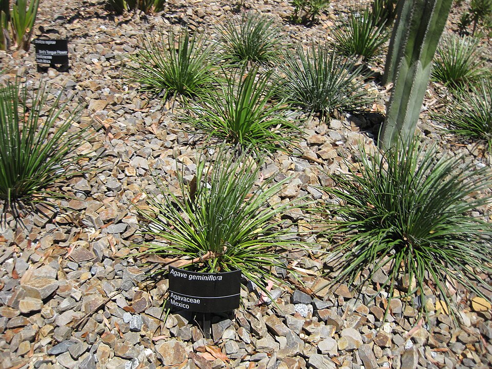 Agave geminiflora (Twin Flower Agave Plant) (alternate view 5)