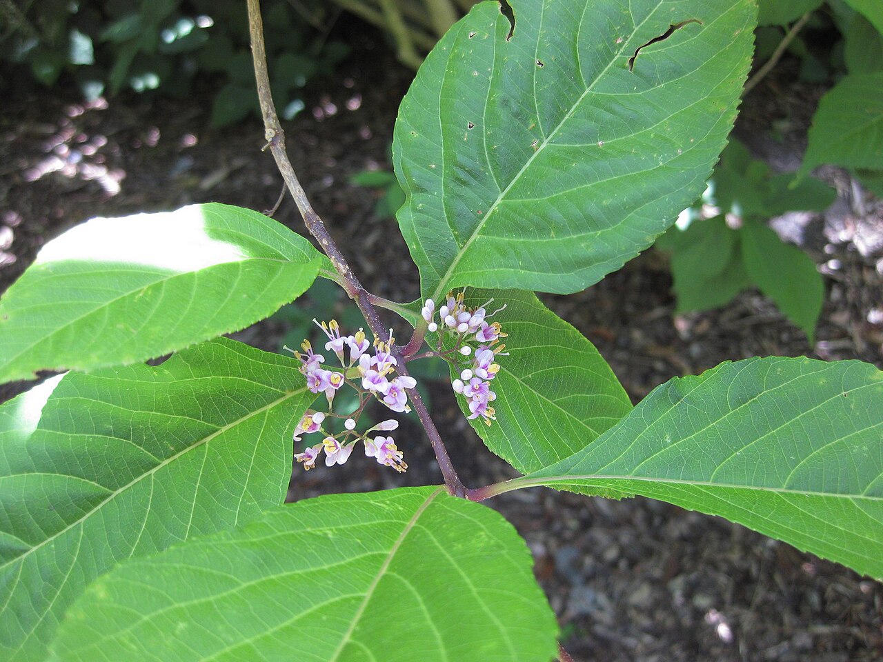 Callicarpa japonica, Japanese beautyberry — spreading deciduous (Lamiaceae) (image 8 of 9)