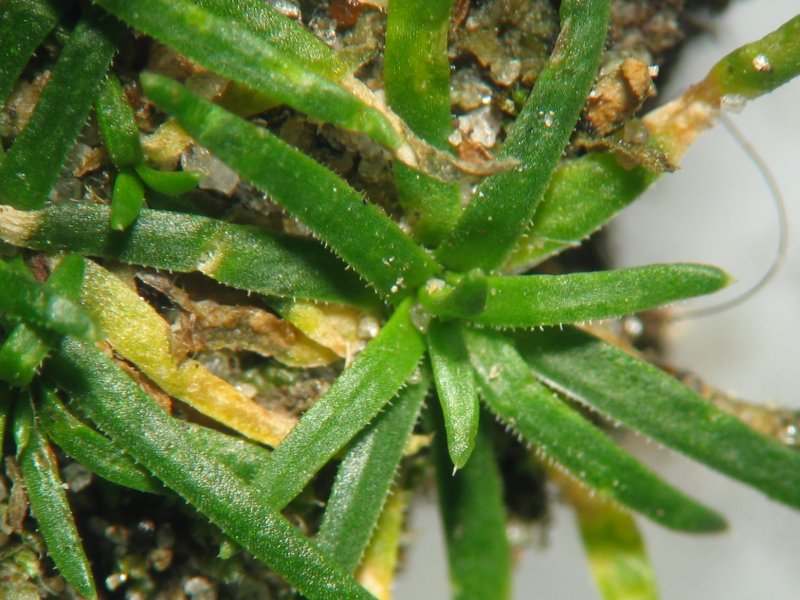 Sagina procumbens (pearlwort) (alternate view 7)