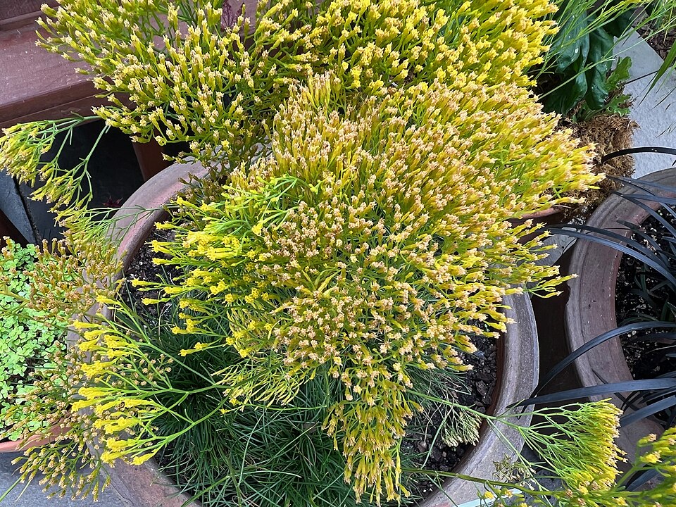 Bigelowia nuttallii (Nuttall's Rayless Goldenrod) (alternate view 6)
