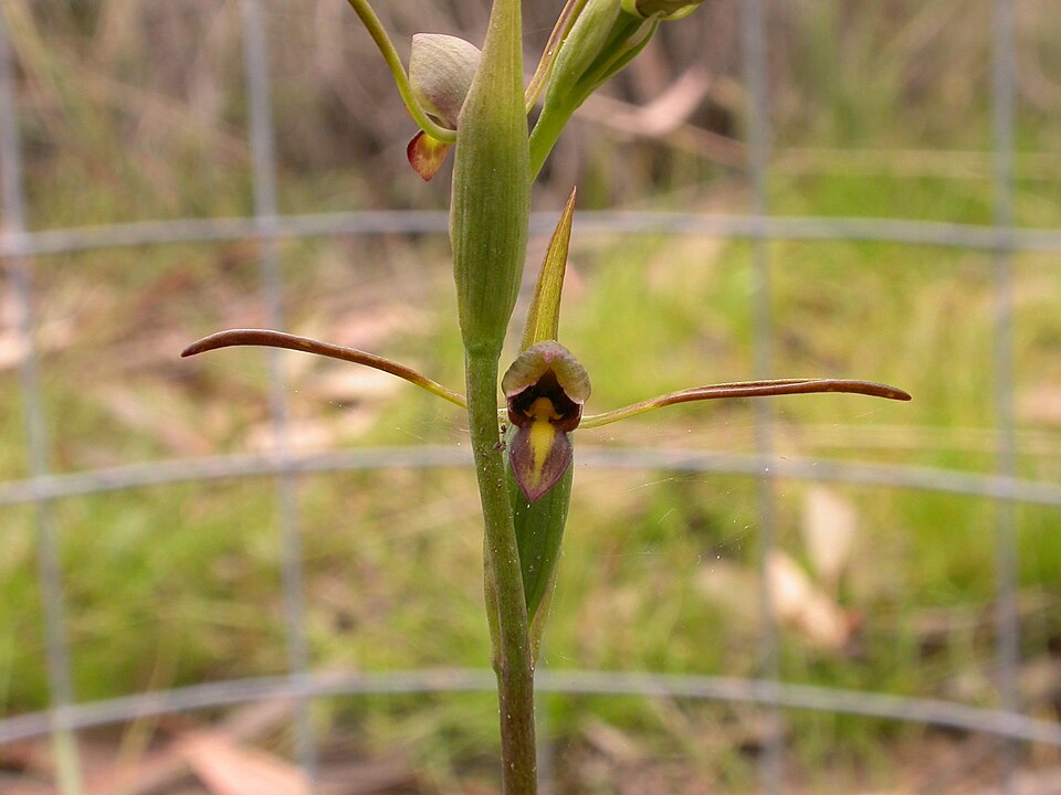 Orthoceras strictum (Birds mouth orchid) (alternate view 7)