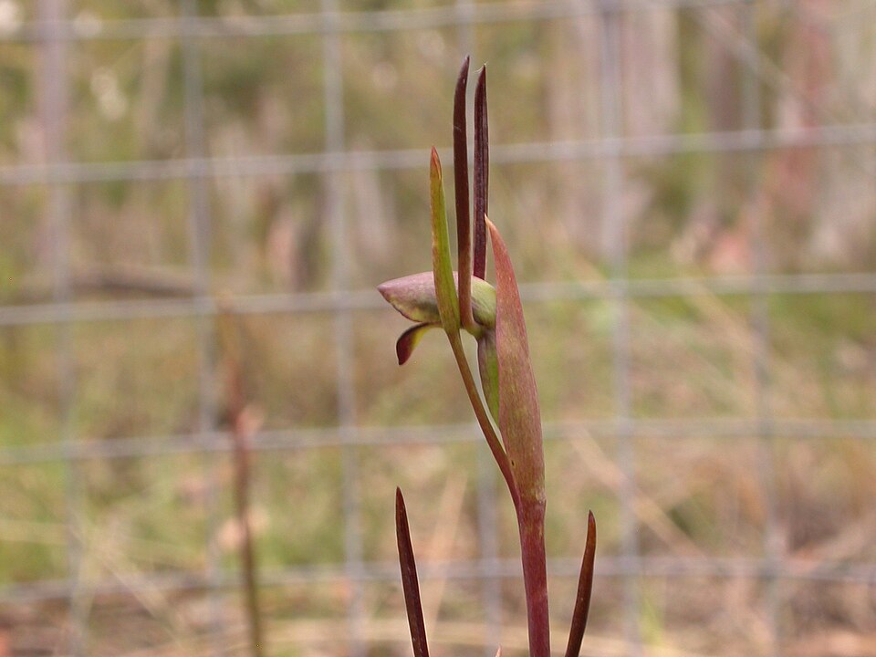 Orthoceras strictum (Birds mouth orchid) (alternate view 8)