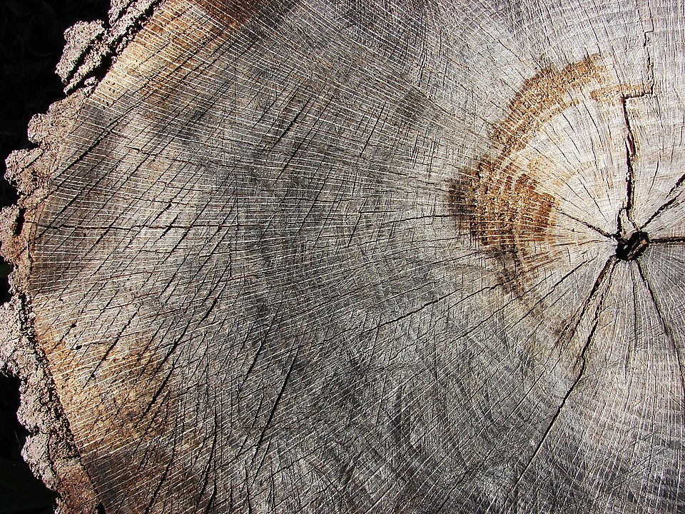 Quercus marilandica (blackjack oak) (alternate view 8)
