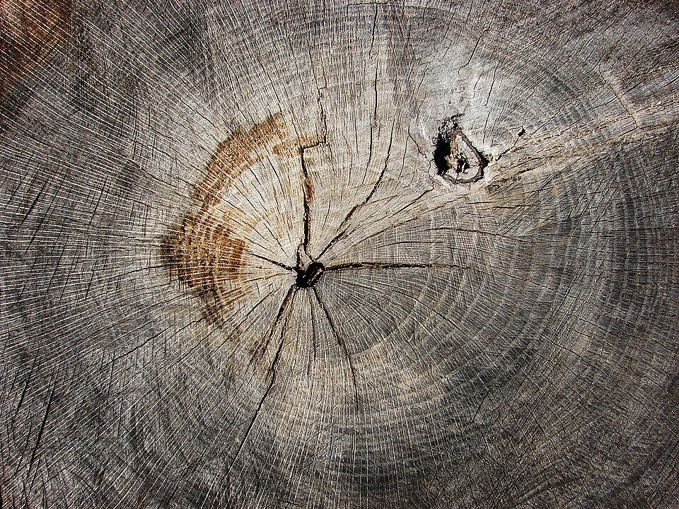 Quercus marilandica (blackjack oak) (alternate view 9)