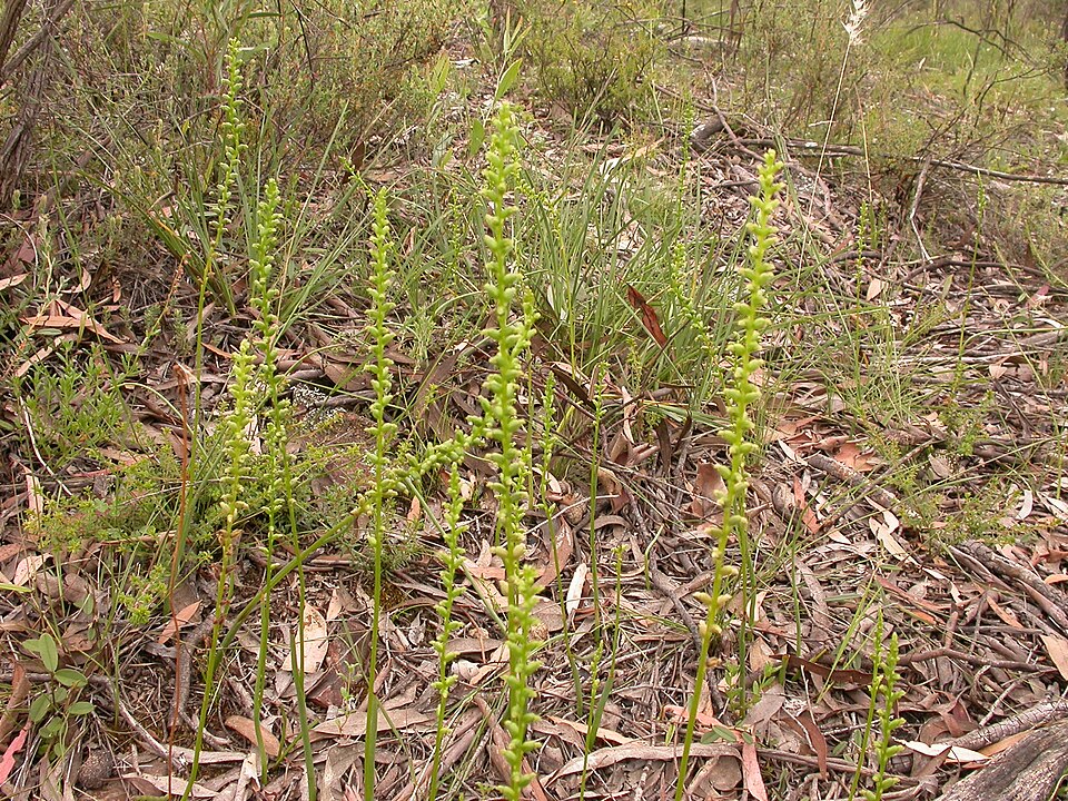 Microtis unifolia (common onion-orchid) (alternate view 3)