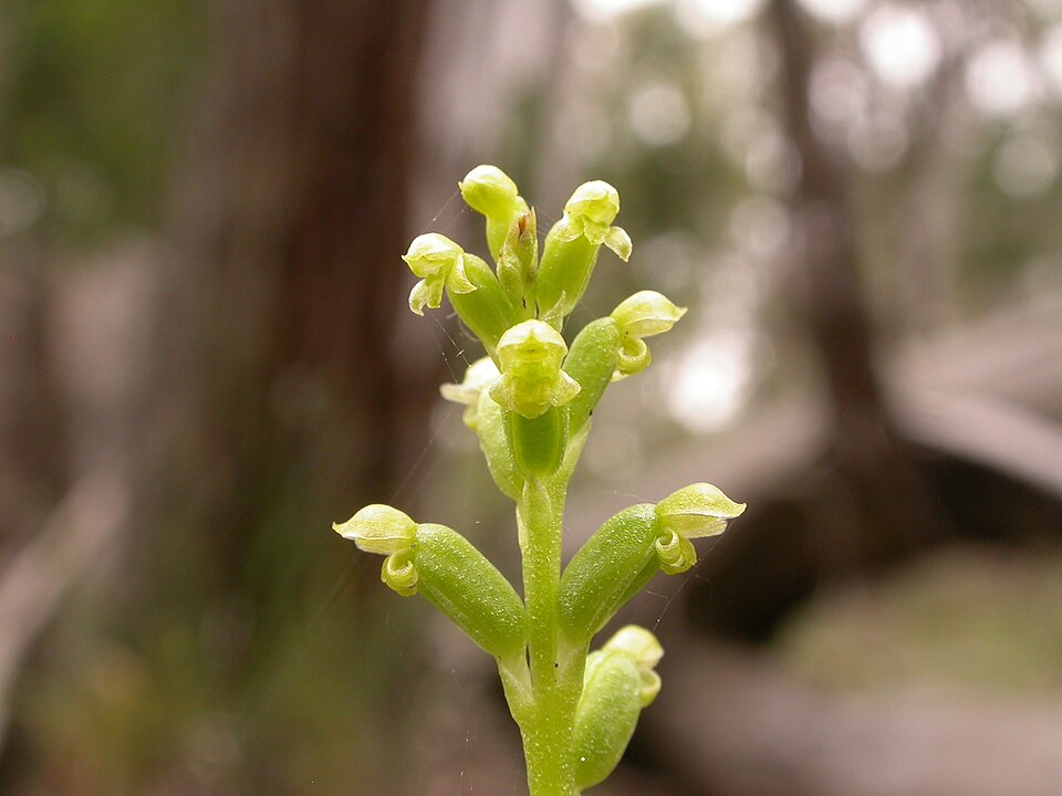 Microtis parviflora (slender onion-orchid)