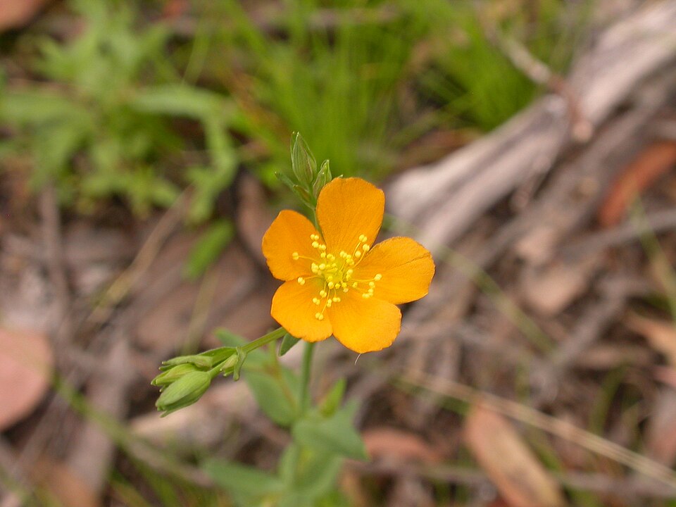 Hypericum gramineum (Small St John's Wort) (alternate view 4)