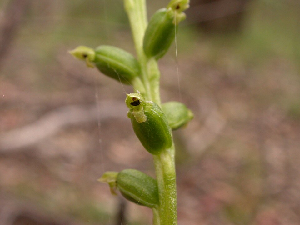 Microtis unifolia (common onion-orchid) (alternate view 4)