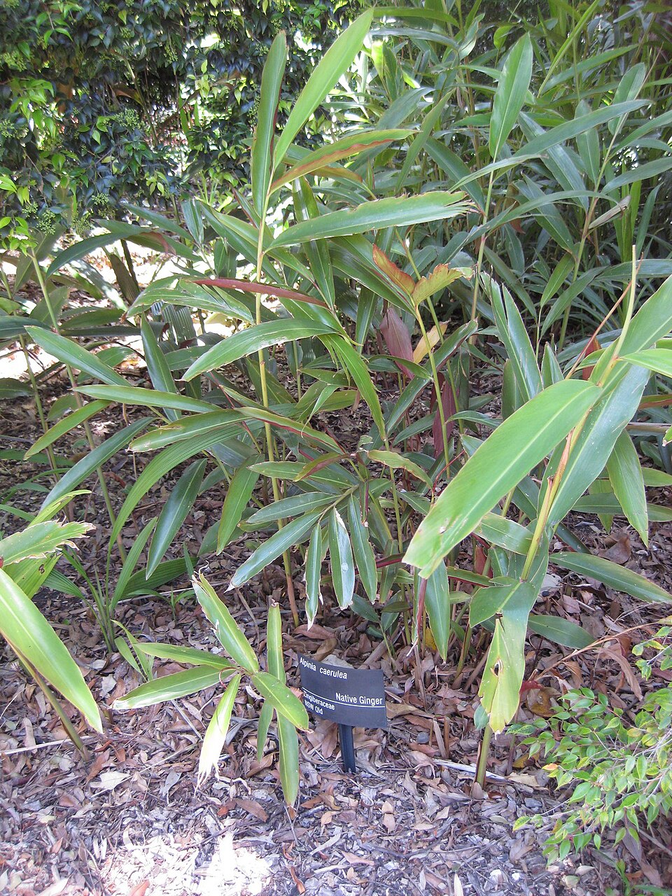 Alpinia caerulea (Native Ginger) (alternate view 7)