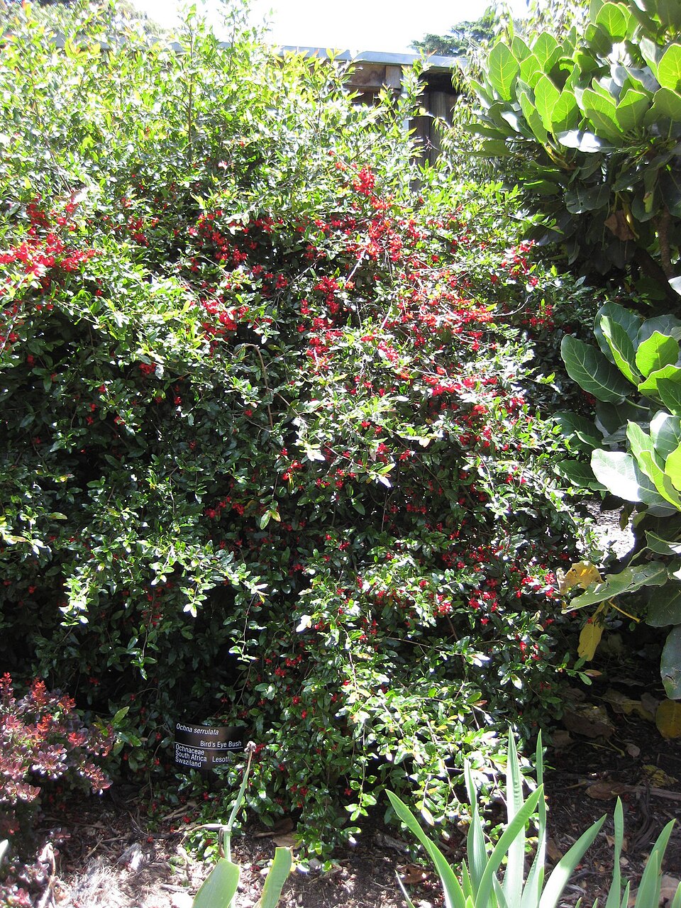 Ochna serrulata (Small-leaved plane) (alternate view 4)