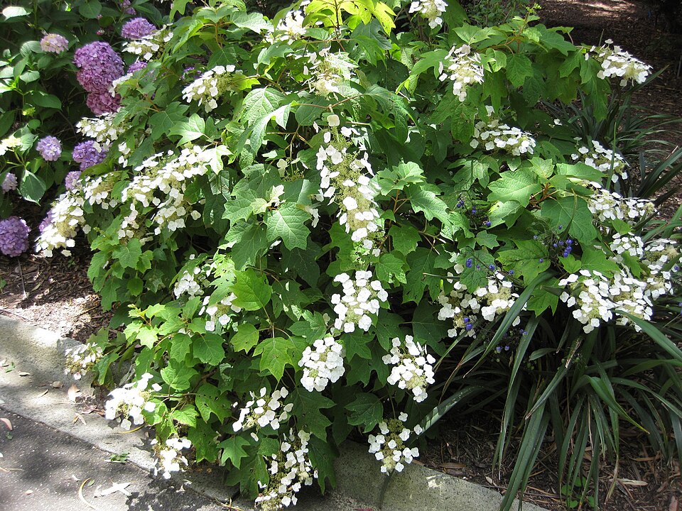 Hydrangea quercifolia (oak-leaf hydrangea) (alternate view 9)