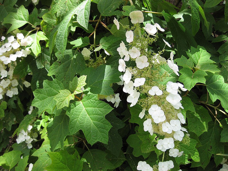 Hydrangea quercifolia (oak-leaf hydrangea) (alternate view 10)