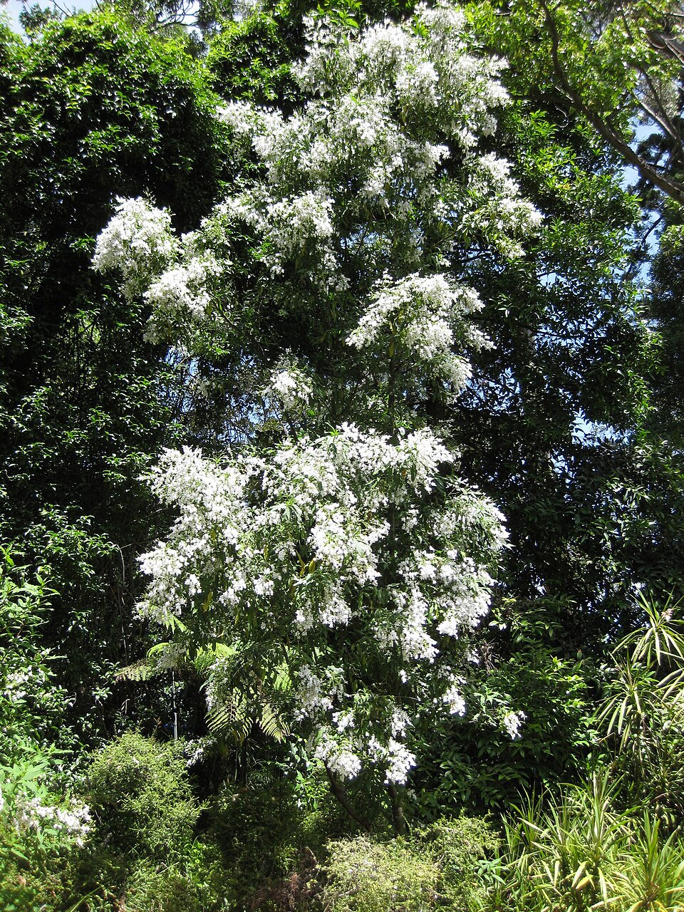 Prostanthera lasianthos (Christmas Bush) (alternate view 6)