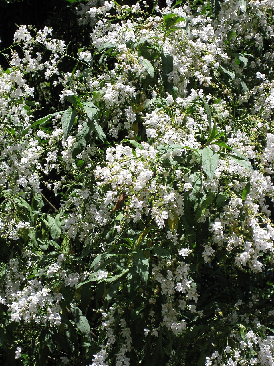 Prostanthera lasianthos (Christmas Bush) (alternate view 7)