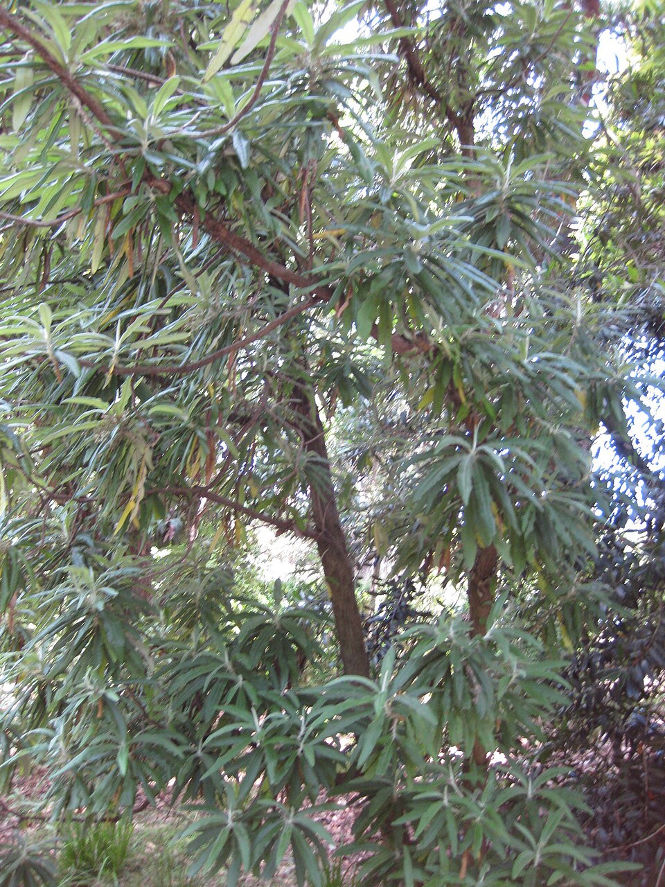 Bedfordia arborescens (Blanket Leaf) (alternate view 3)
