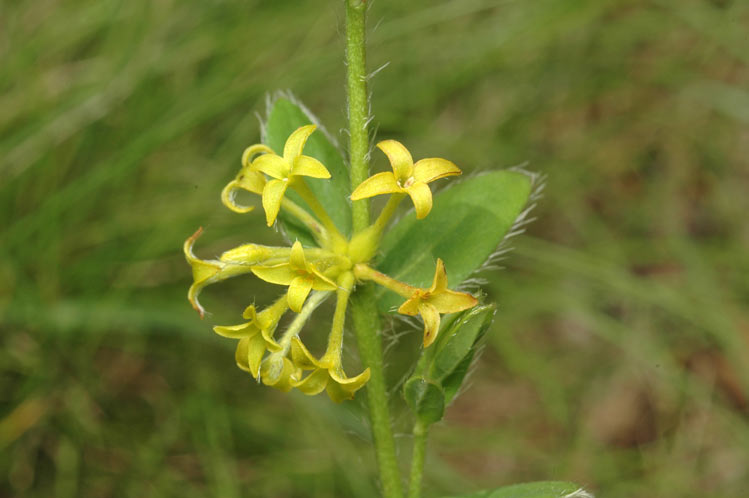 Pimelea curviflora (curved rice-flower) (alternate view 7)