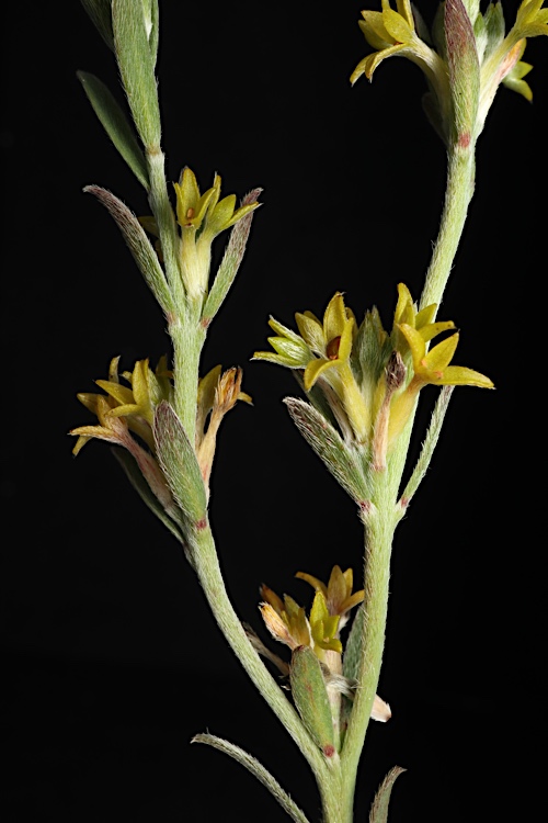 Pimelea curviflora (curved rice-flower) (alternate view 8)