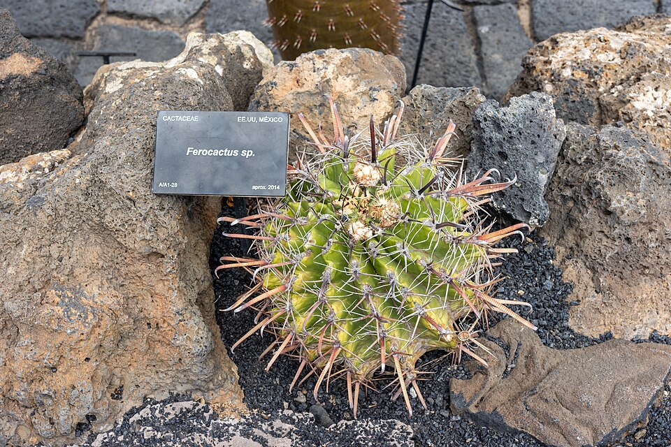 Ferocactus (barrel cactuses)
