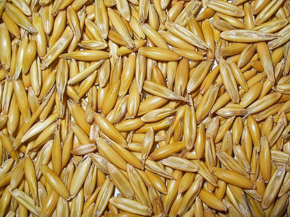Avena sativa (Common Oat) (alternate view 10)