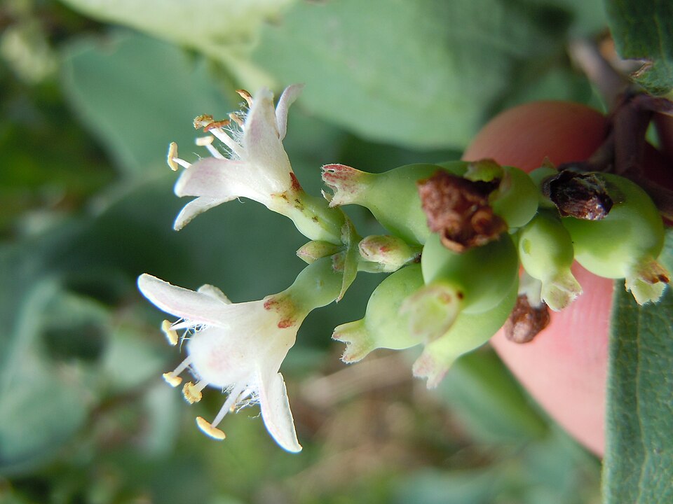 Symphoricarpos occidentalis (Western Snowberry) (alternate view 6)