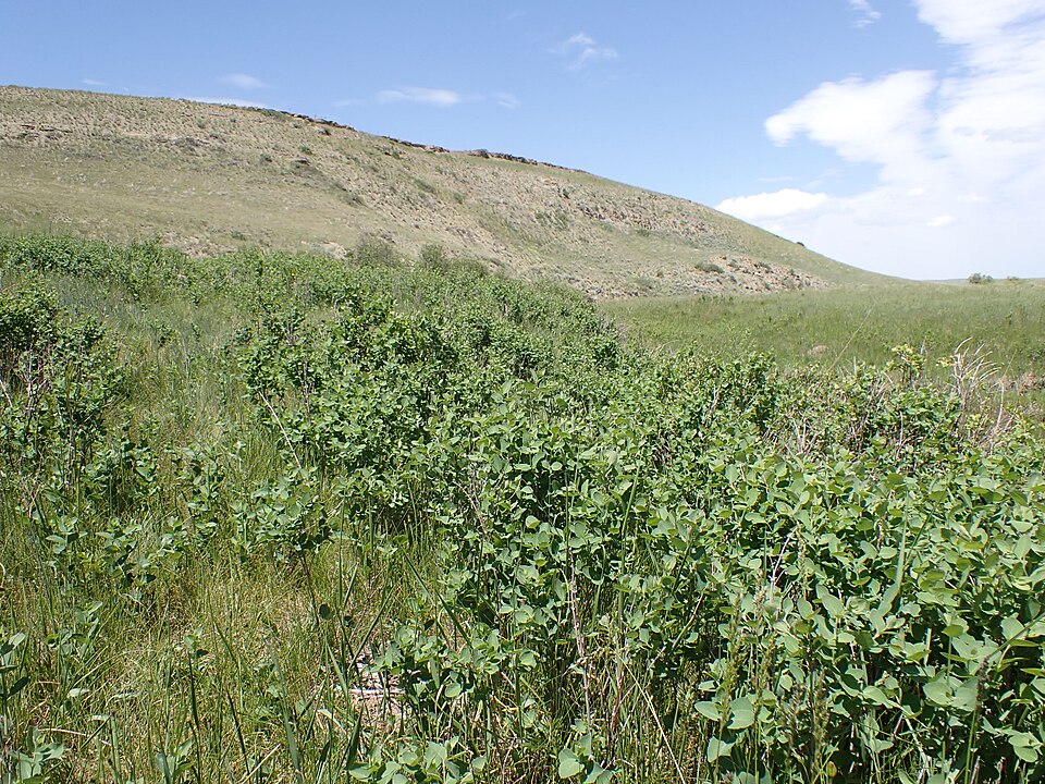 Symphoricarpos occidentalis (Western Snowberry) (alternate view 7)
