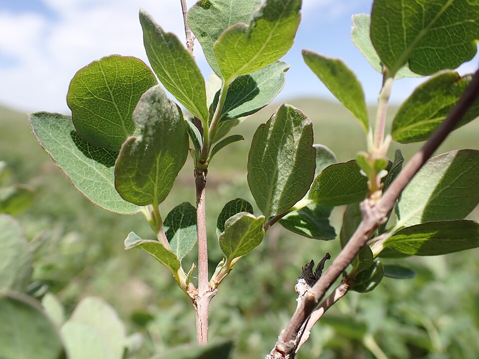 Symphoricarpos occidentalis (Western Snowberry) (alternate view 8)