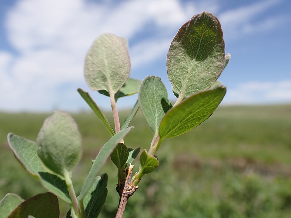 Symphoricarpos occidentalis (Western Snowberry) (alternate view 9)