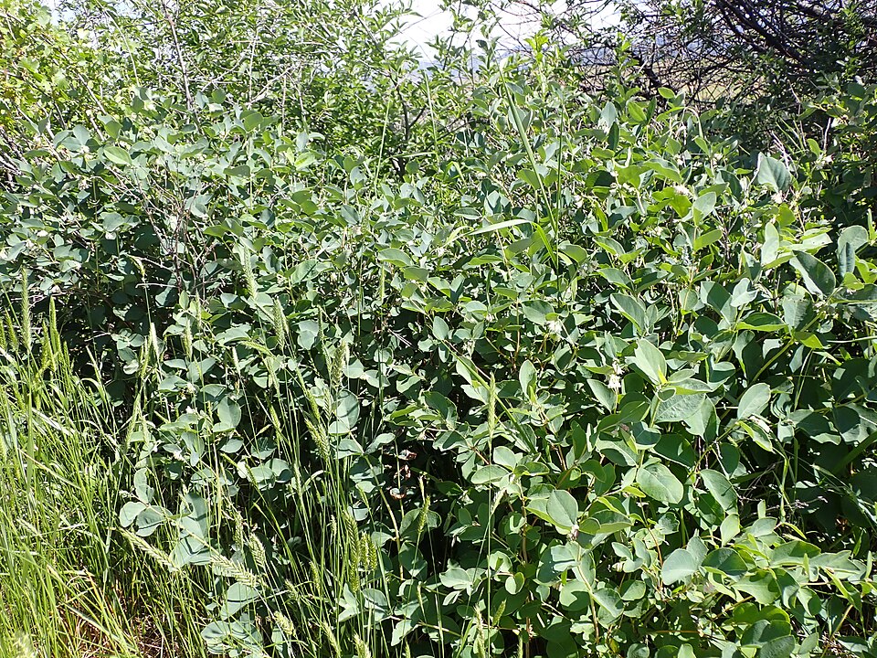 Symphoricarpos occidentalis (Western Snowberry) (alternate view 10)