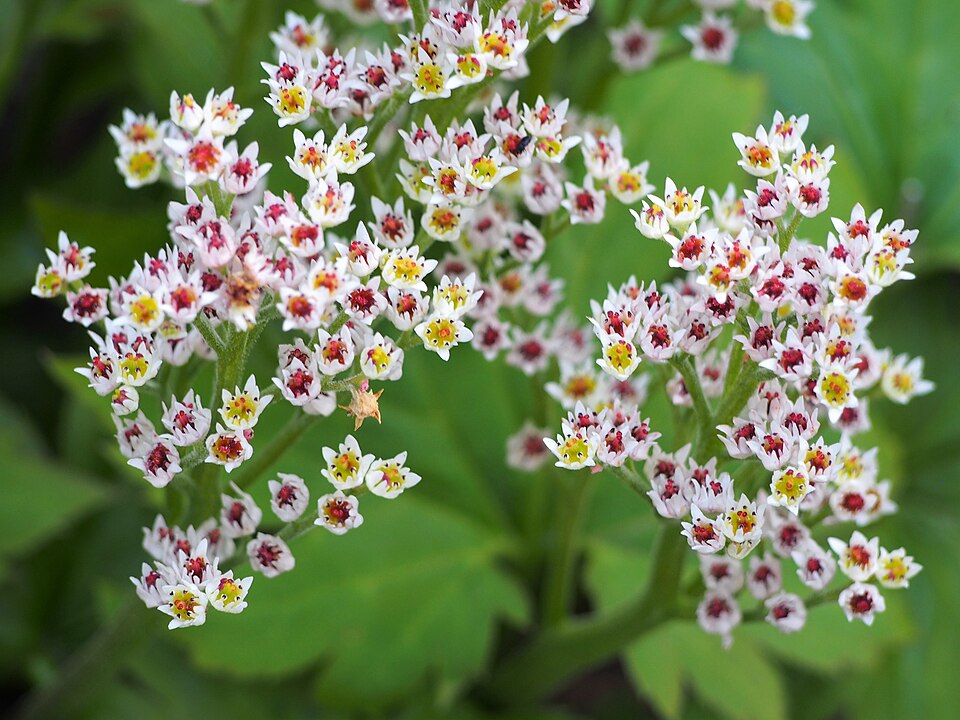 Mukdenia rossii 'Karasuba' (Karasuba Mukdenia) (alternate view 3)