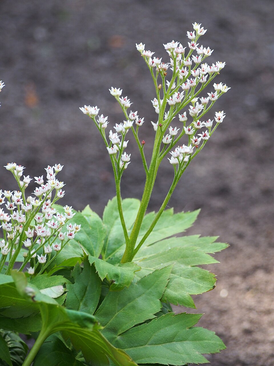 Mukdenia rossii 'Karasuba' (Karasuba Mukdenia) (alternate view 4)
