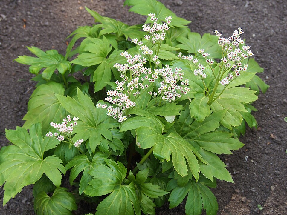 Mukdenia rossii 'Karasuba' (Karasuba Mukdenia) (alternate view 5)