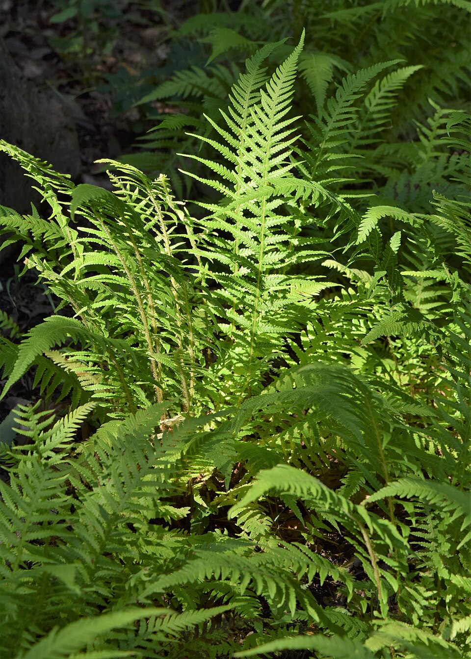 Phegopteris decursive-pinnata (Japanese Beech Fern) (alternate view 5)