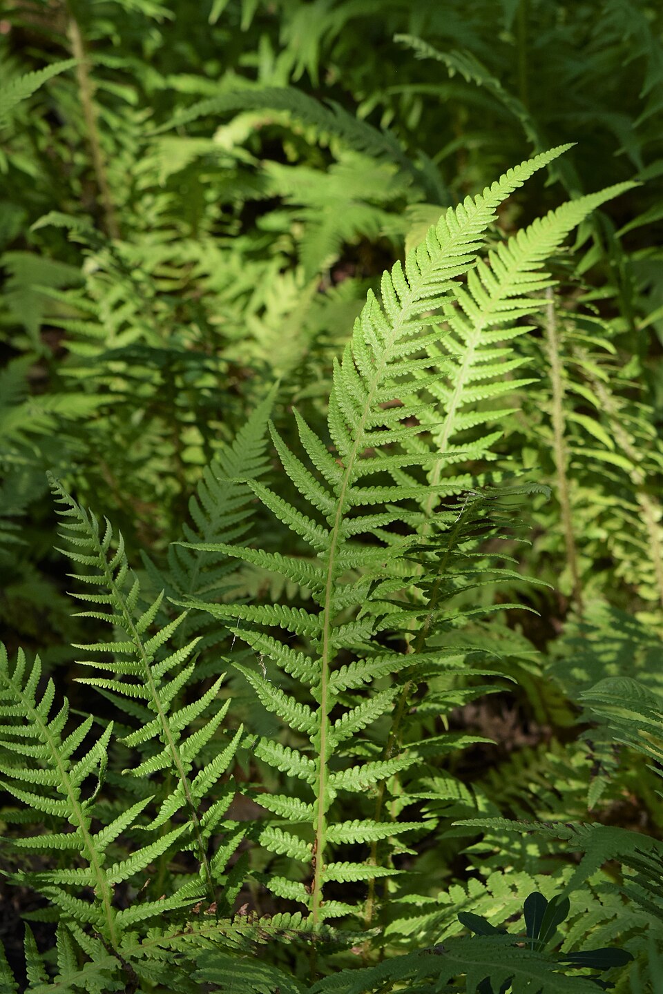 Phegopteris decursive-pinnata (Japanese Beech Fern) (alternate view 6)