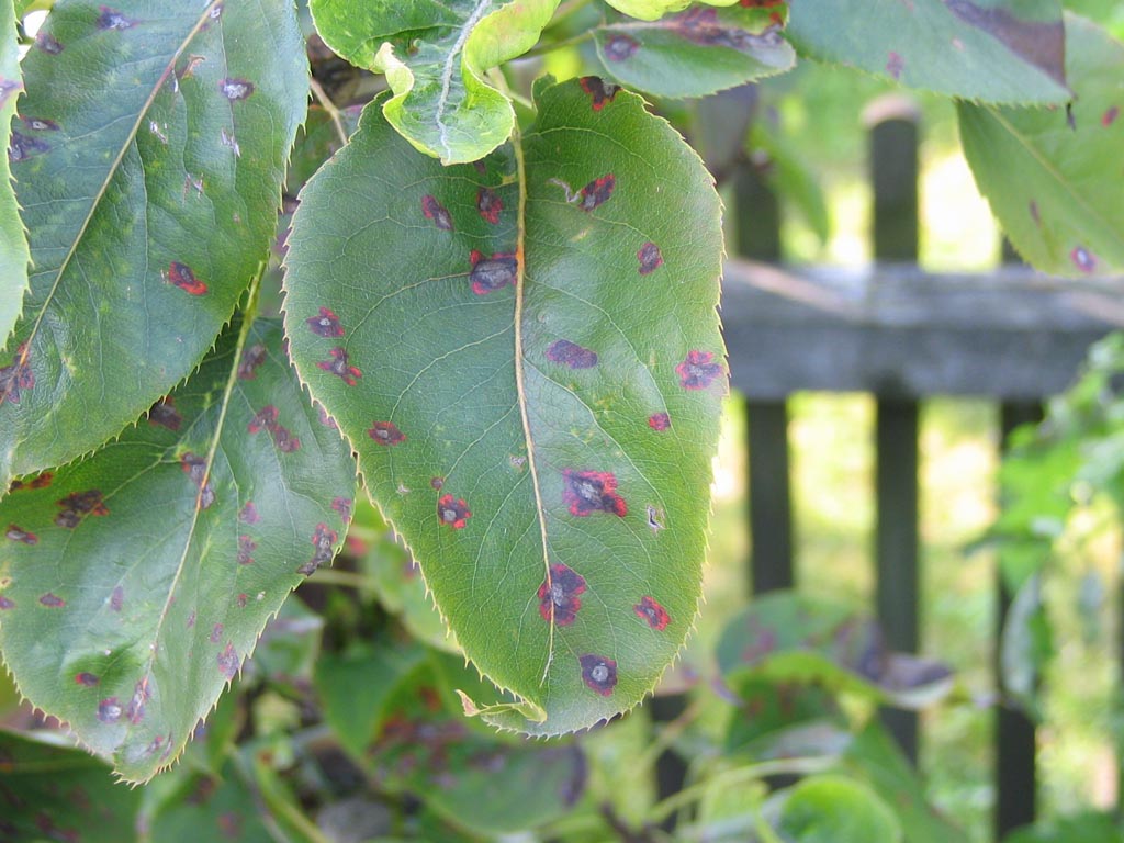Pyrus pyrifolia, Asian pear — upright deciduous (Rosaceae) (image 4 of 9)