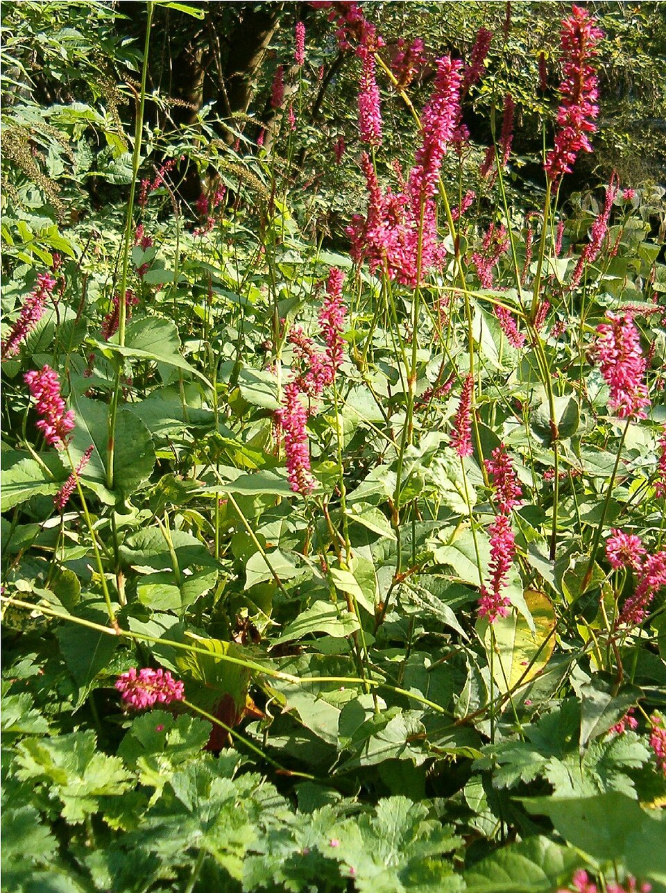 Bistorta amplexicaulis (red bistort)