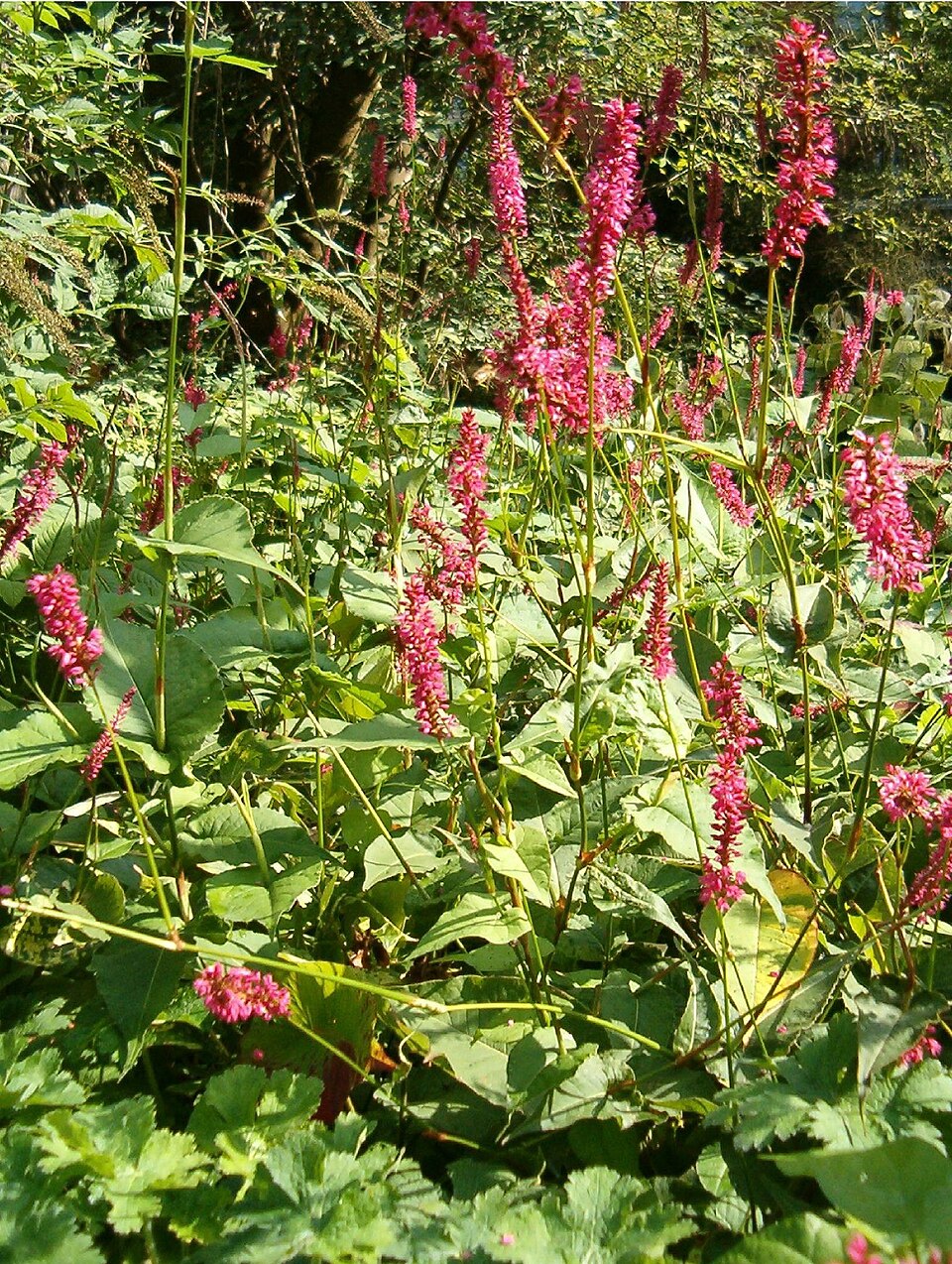 Bistorta amplexicaulis (red bistort)