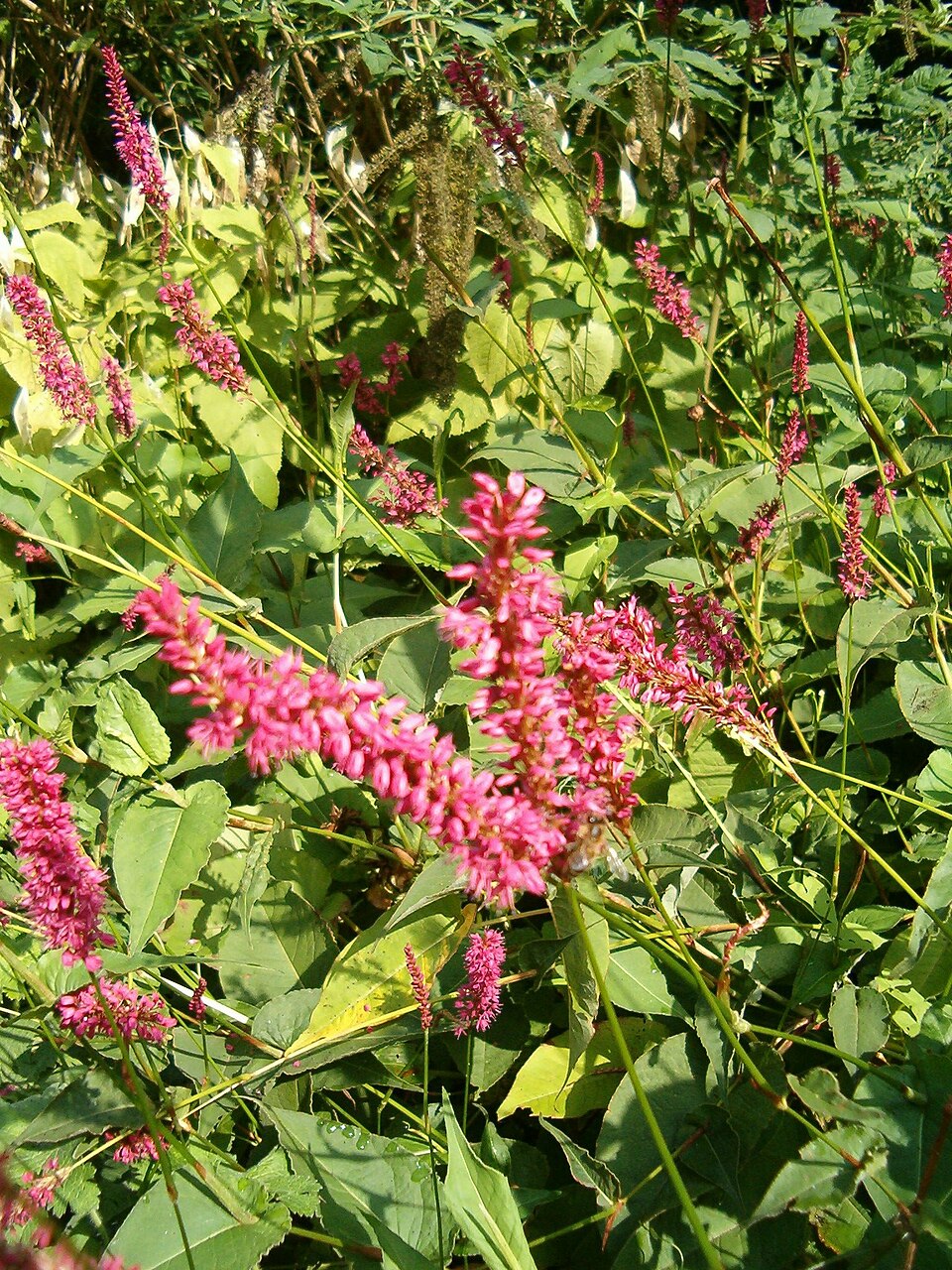 Bistorta amplexicaulis (red bistort)